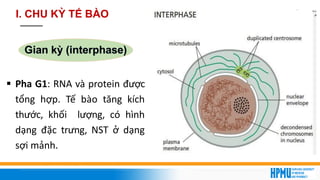 6
Gian kỳ (interphase)
▪ Pha G1: RNA và protein được
tổng hợp. Tế bào tăng kích
thước, khối lượng, có hình
dạng đặc trưng, NST ở dạng
sợi mảnh.
I. CHU KỲ TẾ BÀO
 