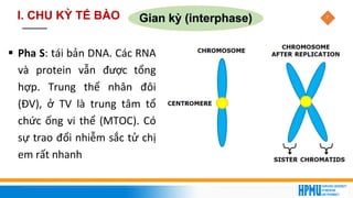 7
Gian kỳ (interphase)
▪ Pha S: tái bản DNA. Các RNA
và protein vẫn được tổng
hợp. Trung thể nhân đôi
(ĐV), ở TV là trung tâm tổ
chức ống vi thể (MTOC). Có
sự trao đổi nhiễm sắc tử chị
em rất nhanh
I. CHU KỲ TẾ BÀO
 
