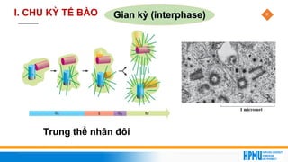 8
Trung thể nhân đôi
Gian kỳ (interphase)
I. CHU KỲ TẾ BÀO
 