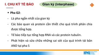 9
▪ Pha G2:
- Là pha ngắn nhất của gian kỳ
- Các bào quan và protein cần thiết cho quá trình phân chia
được tổng hợp.
- Tế bào tiếp tục tổng hợp RNA và các protein tubulin.
- Phát hiện và sửa chữa những sai sót của quá trình tái bản
AND tại pha S
Gian kỳ (interphase)
I. CHU KỲ TẾ BÀO
 