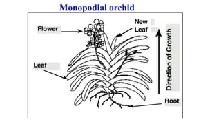 Monopodial orchid
 