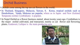 Orchid Business
• Orchids come among the top ten cut flowers in the world.
• In Thailand, Singapore, Malaysia, Taiwan, S. Korea, tropical orchids such as
Dendrobium, Vanda, Mokoras are popular, where as in Japan and New Zealand,
Temperate orchid, Cymbidiums is popular.
• In Nepal Orchid as a flower business started about twenty years ago. Cymbidium is
the major orchid cultivated, and transacted, mainly as cut flower and flowering
plants. Godawari, Lalitpur is the main producing area.
 