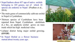 • Nepal harbors about 457 spp of native orchids
belonging to 105 genera, out of which 18
species are endemic to Nepal (Pradhan et al.,
2014).
• The main genus of commercially cultivate orchid
in Nepal is Cymbidium.
• Thirteen species of Cymbidium have been
reported from Nepal. Cymbidium aloifolium
(L.) Sw., an epiphytic orchid grows on trees
trunk which has high medicinal value.
• Lalitpur district being major orchid growing.
(OVOP)
• In Nepal Orchid as a flower business
started about twenty years ago.
Cymbidium aloifolium
 