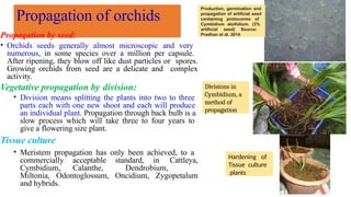Propagation of orchids
Propagation by seed:
• Orchids seeds generally almost microscopic and very
numerous, in some species over a million per capsule.
After ripening, they blow off like dust particles or spores.
Growing orchids from seed are a delicate and complex
activity.
Vegetative propagation by division:
• Division means splitting the plants into two to three
parts each with one new shoot and each will produce
an individual plant. Propagation through back bulb is a
slow process which will take three to four years to
give a flowering size plant.
Tissue culture
• Meristem propagation has only been achieved, to a
commercially acceptable standard, in Cattleya,
Cymbidium, Calanthe, Dendrobium,
Miltonia, Odontoglossum, Oncidium, Zygopetalum
and hybrids.
Production, germination and
propagation of artificial seed
containing protocorms of
Cymbidium aloifolium. (3%
artificial seed) Source:
Pradhan et al. 2014
Divisions in
Cymbidium, a
method of
propagation
Hardening of
Tissue culture
plants
 