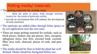 Potting media/ materials
• The potting materials for orchids must:
• Hold the plant in place, hold enough moisture
(water) for the needs of particular orchid,
• provide an environment that will enhance the development
of roots (aeration).
• The nutrients are added either through foliar sprays or
by soil application near the root zone.
• There are many potting material for orchids, such as
brick pieces, broken clay pot pieces, tiles, cocopeat,
sphagnum moss, tree fern, coconut husk, coconut
fiber, lava rock, charcoal, pieces of cork, and peat
moss.
• The media should be firm to hold the plant but well
drained. Media should be fumigated before use.
Potting media
Backbulbs in Cymbidium
 