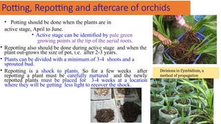 Potting, Repotting and aftercare of orchids
• Potting should be done when the plants are in
active stage, April to June.
• Active stage can be identified by pale green
growing points at the tip of the aerial roots.
• Repotting also should be done during active stage and when the
plant out-grows the size of pot, i.e. after 2-3 years.
• Plants can be divided with a minimum of 3-4 shoots and a
sprouted bud.
• Repotting is a shock to plants. So for a few weeks after
repotting a plant must be carefully nurtured and the newly
repotted plants must be placed for 3-4 weeks at a location
where they will be getting less light to recover the shock.
Divisions in Cymbidium, a
method of propagation
 