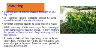 Watering
• Watering may be done to increase humidity in the
day time.
• In summer season, watering should be done
around 9 am and 2 pm, not after 4 pm.
• In winter, watering need to be done once in a week.
• While watering, if this water stays there overnight,
when temperatures become cooler, it may promote
the growth of bacteria and fungi that may kill the
new growth.
• To reduce risks of this happening, water only on
sunny days. Watering early in the day will allow any
water that got in between leaves or new growth to
evaporate before night.
 
