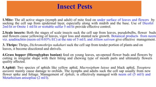 Insect Pests
1.Mite: The all active stages (nymph and adult) of mite feed on under surface of leaves and flowers by
sucking the cell sap from epidermal layer, especially along with midrib and the base. Use of Dicofol
2ml/lit or Omite 1 ml/lit or wettable sulfur 5 ml/lit provide effective control.
2.Scale insects: Both the stages of scale insects suck the cell sap from leaves, pseudobulbs, flower buds
and flowers cause yellowing of leaves, vigor loss and stunted new growth. Botanical products from neem
viz. azadirachtin (neem oil 0.03% EC) at the rate of 5 ml/L and Allium sativum give effective management.
3. Thrips: Thrips, Dichromothrips nakahari suck the cell sap from tender portion of plants and on
leaves, it become discolored and shrivels.
4.Grass hopper (Hieroglyphus banian) feed on young leaves, un-opened flower buds and flowers by
cutting in irregular shape with their biting and chewing type of mouth parts and ultimately flowers
quality affected.
5.Aphid: Two species of aphids like yellow aphid, Macrosiphum luteus and black aphid, Toxoptera
aurantii mainly cause damage to orchids. The nymphs and adults suck the cell sap usually from new
flower spike and foliage. Management of Aphids, is effectively managed with neem oil (5 ml/l) and
Metarhizium anisopliae (2 ml/l).
 