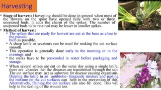 Harvesting
• Stage of harvest: Harvesting should be done in general when most of
the flowers on the spike have opened fully with two or three
unopened buds, it adds the charm of the spikes. The number of
unopened buds to be retained may be lesser in smaller spikes.
• Method of harvest:
• The spikes that are ready for harvest are cut at the base as close to
the pseudo
bulb as possible.
• A sharp knife or secateurs can be used for making the cut surface
smooth.
• This operation is generally done early in the morning or in the
evenings and
• the stalks have to be pre-cooled in water before packaging and
storage.
• When several spikes are cut on the same day using a single knife,
there are chances that the diseases are transmitted through the sap.
The cut surface may act as substrate for disease causing organisms.
Dipping the knife in an antibiotic- fungicide mixture and pasting
the mixture on the cut surfaces can help in the prevention of this.
Alternatively, flaming the cut surface can also be done. This will
help in the sealing of the wound too.
 