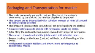 Packaging and Transportation for market
• The stalks are usually packed in cartons. The size of the carton is
determined by the size and the number of spikes to be packed.
• The cartons are to be provided with sufficient number of holes all around
to facilitate good aeration.
• The prepared spikes are tied in bundles of ten before packing the cartons.
• It is preferable to provide a lining with newspaper inside the carton.
• After filling the cartons the top may be covered with a layer of newspaper.
• The carton is then closed and the joints sealed with adhesive tapes.
• Proper labeling on the boxes (cartons) will help careful handling of the
boxes.
• Refrigerated transport facilities are always more advantageous to
conventional means.
 