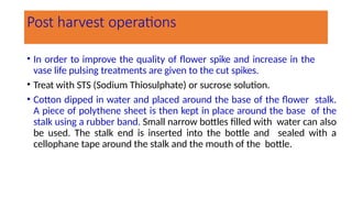 Post harvest operations
• In order to improve the quality of flower spike and increase in the
vase life pulsing treatments are given to the cut spikes.
• Treat with STS (Sodium Thiosulphate) or sucrose solution.
• Cotton dipped in water and placed around the base of the flower stalk.
A piece of polythene sheet is then kept in place around the base of the
stalk using a rubber band. Small narrow bottles filled with water can also
be used. The stalk end is inserted into the bottle and sealed with a
cellophane tape around the stalk and the mouth of the bottle.
 