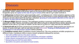 Diseases
• 1. Black rot, Crown rot or heart rot (Pythium ultimum, P. splendens, Phytophthora palmivora and P.
parasitica): Water soaked small brown spot on the aerial parts of plants, which quickly turn black.
Fungicides spray viz Captan at the rate of 2 g/l or Zineb at the rate of 2 g/l water controls it.
• 2. Anthracnose (Colletotrichum gloeosporioides and C. orchidacearum): Initial symptom appears as the
small oblong to circular oval, sunken and reddish brown to dark brown or gray coloured spots. Die back
of leaves are also observed if the leaf tip is attacked. Spraying of Carbendazim (Bavistin) at the rate of 1
g/ litre in 10 days interval checks the disease.
• 3. Blossom Blight (Botrytis cinerea): The pathogens produce numerous small dark spots on petals,
especially on older flowers. Sometimes shot hole effect is found on infected flower petals. Spraying with
Bavistin at the rate of 1 g/l liter or indofil Z at the rate of 2 g/litre at 7 days intervals are effective.
• 4. Bacterial soft rot (Erwinia carotovora pv.carotovora and E. chrysanthi): Deep greyish grey lesions on
leaves. It causes leaf spot, soft rot and stem rot with fishy smell. Treating of infected plants with
streptomycin or oxy tetracycline solution before planting.
• 5. Cymbidium mosaic virus (Cymbidium mosaic potexvirus): The virus produces variable symptoms on
different hosts. It produces mild or severe mosaic symptoms followed by necrosis.
• Start with certified and virus free plant material,
• proper sterilization of tools used in cultural practices and proper sanitation
• proper distance among plants has to be maintained to avoid virus infection,
• Keep growing area free from plant debris.
• Quarantine new plants and Control of insect vectors.
 