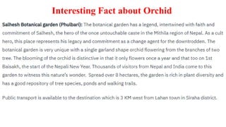 Interesting Fact about Orchid
 