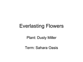 Everlasting Flowers Plant: Dusty Miller Term: Sahara Oasis 