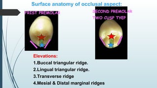5. Lec CONS Mandibular second premolar.ppt