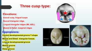 Triangular Cusp Ridge 5. Lec CONS Mandibular second premolar.ppt