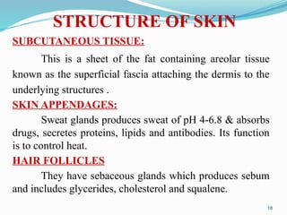 SUBCUTANEOUS TISSUE:
This is a sheet of the fat containing areolar tissue
known as the superficial fascia attaching the dermis to the
underlying structures .
SKIN APPENDAGES:
Sweat glands produces sweat of pH 4-6.8 & absorbs
drugs, secretes proteins, lipids and antibodies. Its function
is to control heat.
HAIR FOLLICLES
They have sebaceous glands which produces sebum
and includes glycerides, cholesterol and squalene.
18
STRUCTURE OF SKIN
 