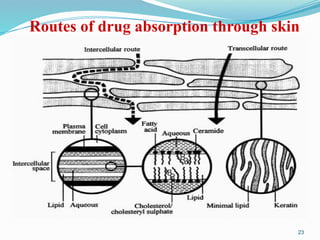 Routes of drug absorption through skin
23
 