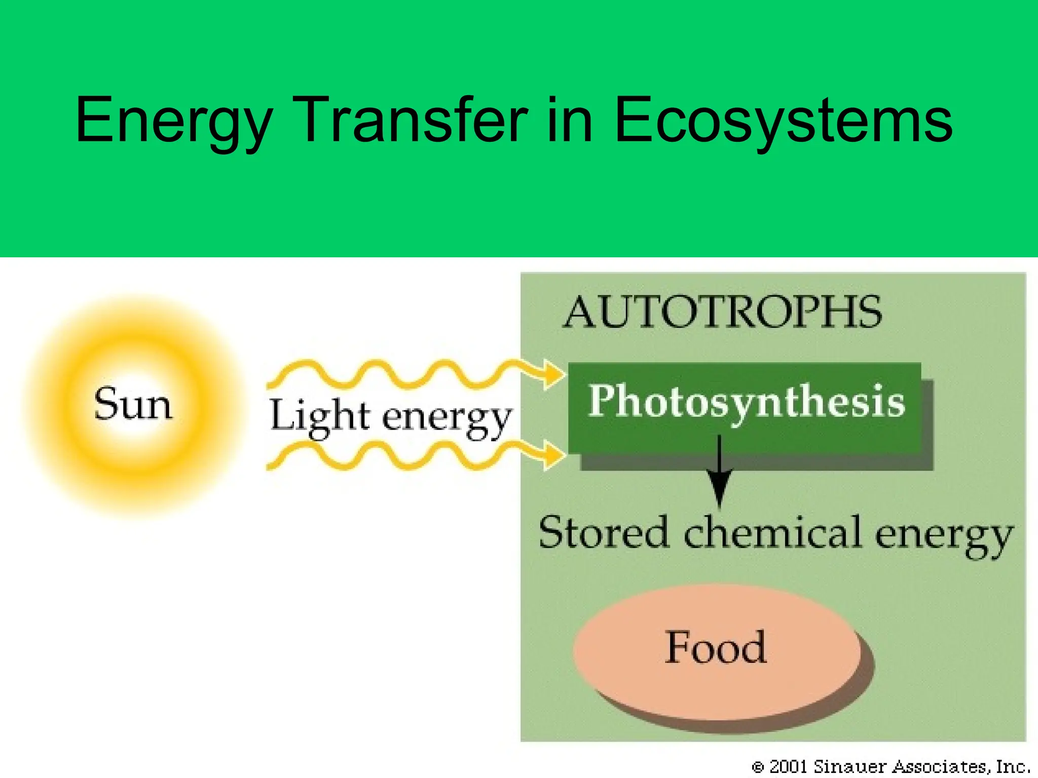 Energy Transfer in Ecosystems
 