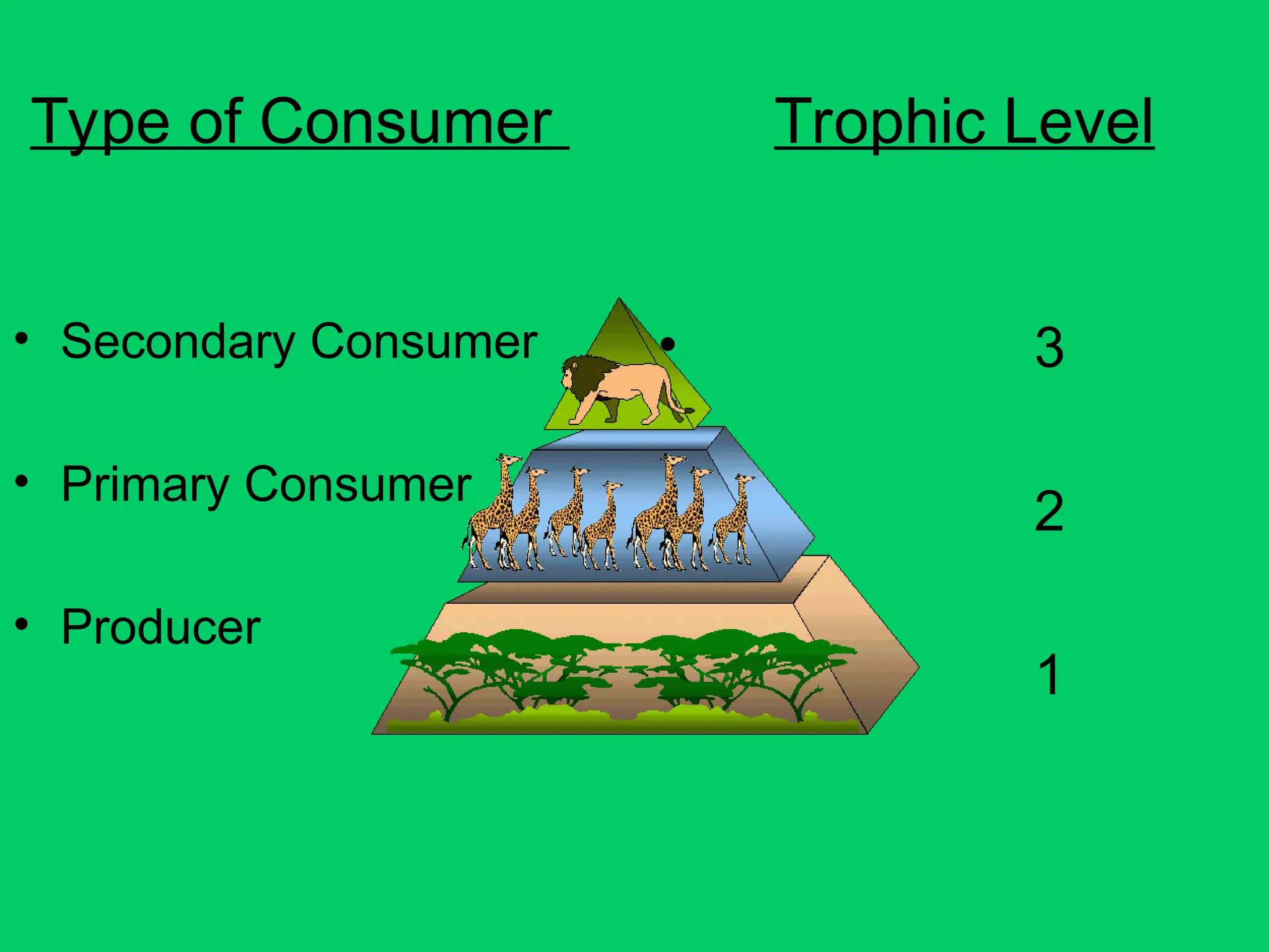 Type of Consumer Trophic Level
• Secondary Consumer
• Primary Consumer
• Producer
• 3
• 2
• 1
 