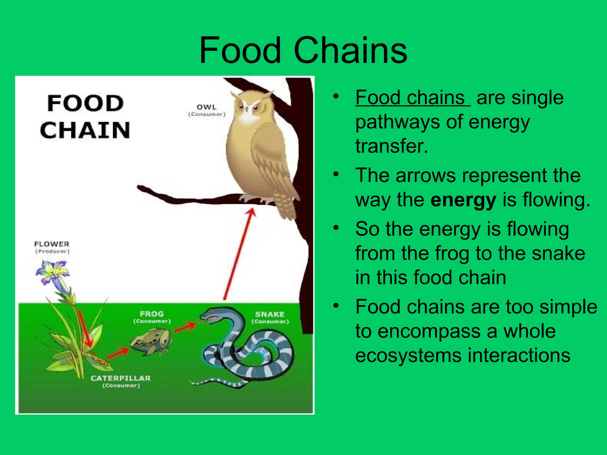 Food Chains
• Food chains are single
pathways of energy
transfer.
• The arrows represent the
way the energy is flowing.
• So the energy is flowing
from the frog to the snake
in this food chain
• Food chains are too simple
to encompass a whole
ecosystems interactions
 