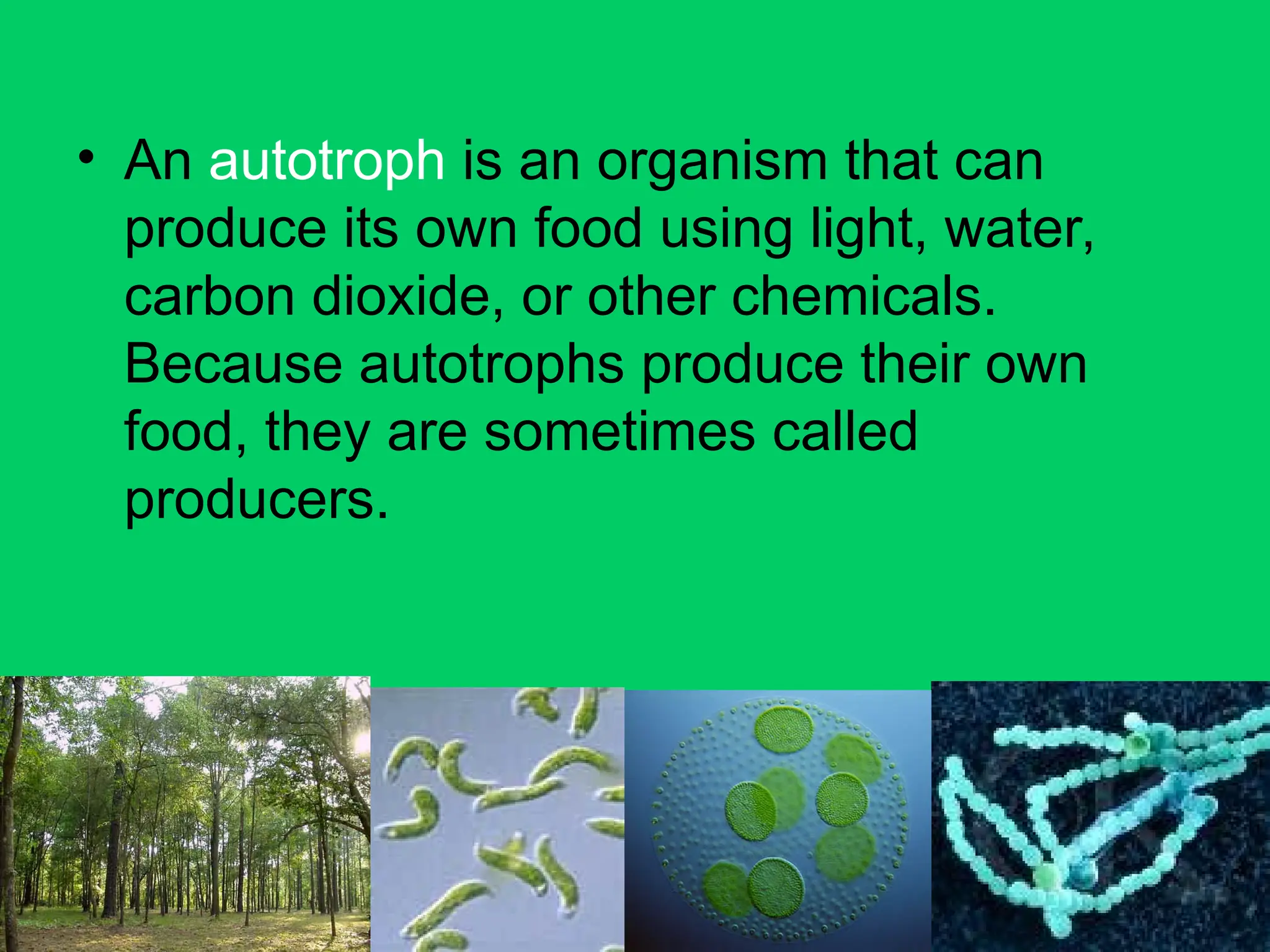 • An autotroph is an organism that can
produce its own food using light, water,
carbon dioxide, or other chemicals.
Because autotrophs produce their own
food, they are sometimes called
producers.
 