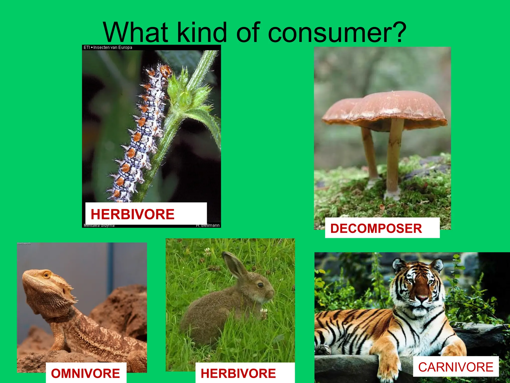 What kind of consumer?
HERBIVORE
DECOMPOSER
OMNIVORE HERBIVORE CARNIVORE
 