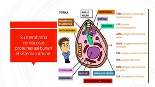 Sumembrana
constaesas
proteínasasíburlan
elsistemainmune.
 