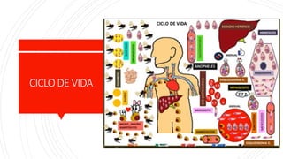 CICLODE VIDA
 