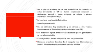  Por lo que van a invadir los GR y se alimentan de hb y cuando ya
están invadiendo el GR se llaman esquizontes empiezan a
replicación asexual y luego revientan las células y siguen
invadiendo otros células Rojas.
 Se convierte en el estadio Eritrocitico
 Invasión generalizada
 En los eritrocitos hay replicación y se dividen a otra versión
inmaduras que se denominan gametocitos. (solo en el GR)
 Los merozoitos siguen invadiendo GR mientras que los gametocitos
se van a la circulación.
 En otra picadura de otro mosquito se lleva los gametocitos.
 Entran en el sistema digestivo de el mosquito y se diferencian en
micro y macrogametocito maduran a macho y hembra.
 