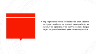  Hay replicación sexual acelerada y se unen a formar
un cigoto y madura a un oquineto luego madura y se
replica y se epaqurtan y se vuelven ooquiste luegue
llega a las galndulas alivales ya se vuelve esquinocitos.
 