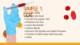 SAMPLE 1:
GOA
T
(JUGULAR VEIN)
Restrain the Goat
Locate the Jugular Vein
Disinfect the Site
Insert the Needle
Collect Blood
Remove the Needle and Apply Pressure
Transfer to EDTA tube/ Red top tube
Label
 