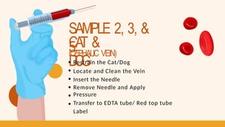 SAMPLE 2, 3, &
5:
CA
T &
D
O
G
(CEPHALIC VEIN)
Restrain the Cat/Dog
Locate and Clean the Vein
Insert the Needle
Remove Needle and Apply
Pressure
Transfer to EDTA tube/ Red top tube
Label
 