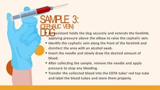 SAMPLE 3:
D
O
G
(CEPHALIC VEIN)
An assistant holds the dog securely and extends the forelimb,
applying pressure above the elbow to raise the cephalic vein.
Identify the cephalic vein along the front of the forelimb and
disinfect the area with an alcohol swab.
Insert the needle and slowly draw the desired amount of
blood.
After collecting the sample, remove the needle and apply
pressure to stop any bleeding.
Transfer the collected blood into the EDTA tube/ red top tube
and label the blood tubes and store them properly.
 
