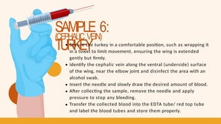 SAMPLE 6:
TURKEY
(CEPHALIC VEIN)
Secure the turkey in a comfortable position, such as wrapping it
in a towel to limit movement, ensuring the wing is extended
gently but firmly.
Identify the cephalic vein along the ventral (underside) surface
of the wing, near the elbow joint and disinfect the area with an
alcohol swab.
Insert the needle and slowly draw the desired amount of blood.
After collecting the sample, remove the needle and apply
pressure to stop any bleeding.
Transfer the collected blood into the EDTA tube/ red top tube
and label the blood tubes and store them properly.
 