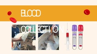 BLOOD
COLLECTIION
 