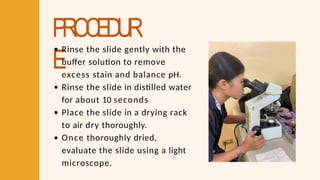 PROCEDUR
E
Rinse the slide gently with the
buffer solution to remove
excess stain and balance pH.
Rinse the slide in distilled water
for about 10 seconds
Place the slide in a drying rack
to air dry thoroughly.
Once thoroughly dried,
evaluate the slide using a light
microscope.
 
