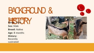 BACKGROUND &
HISTORY
Sample 1: GOA
T
Name: Allan
Sex: Male
Breed: Native
Age: 8 months
History:
Recently
castrated
 