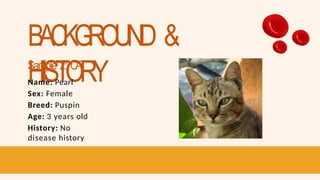 BACKGROUND &
HISTORY
Sample 2: CA
T
Name: Pearl
Sex: Female
Breed: Puspin
Age: 3 years old
History: No
disease history
 