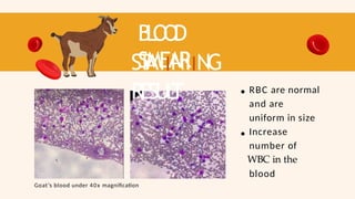 B
L
O
O
D
SMEAR
ST
AIINIING
RESUL
T
Goat’s blood under 40x magnification
RBC are normal
and are
uniform in size
Increase
number of
WBC in the
blood
 