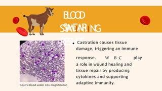 B
L
O
O
D
SMEAR
ST
AIINIING
RESUL
T
Goat’s blood under 40x magnification
Castration causes tissue
damage, triggering an immune
response. LymWphBoCcytes play
a role in wound healing and
tissue repair by producing
cytokines and supporting
adaptive immunity.
 