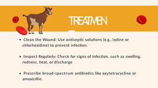 TREA
TMEN
T
Clean the Wound: Use antiseptic solutions (e.g., iodine or
chlorhexidine) to prevent infection.
Inspect Regularly: Check for signs of infection, such as swelling,
redness, heat, or discharge
Prescribe broad-spectrum antibiotics like oxytetracycline or
amoxicillin.
 
