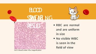 B
L
O
O
D
SMEAR
ST
AIINIING
RESUL
T RBC are normal
and are uniform
in size
No visible WBC
is seen in the
field of view
Cat’s blood under 40x magnification
 