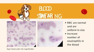 B
L
O
O
D
SMEAR
ST
AIINIING
RESUL
T RBC are normal
and are
uniform in size
Increase
number of
neutrophils in
the blood
Dog’s blood under 40x magnification
 