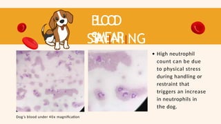 B
L
O
O
D
SMEAR
ST
AIINIING
RESUL
T High neutrophil
count can be due
to physical stress
during handling or
restraint that
triggers an increase
in neutrophils in
the dog.
Dog’s blood under 40x magnification
 