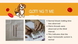 CLOTTIING TIIME
RESUL
T
Normal blood clotting time
was observed
Fibrin threads were
observed at the third
interval.
This indicates that the
dog’s hemostatic system is
normal
 