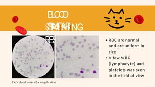 BLOOD
SMEAR
STAIINIING
RESUL
T RBC are normal
and are uniform in
size
A few WBC
(lymphocyte) and
platelets was seen
in the field of view
Cat’s blood under 40x magnification
 