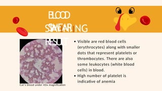 B
L
O
O
D
SMEAR
ST
AIINIING
RESUL
T Visible are red blood cells
(erythrocytes) along with smaller
dots that represent platelets or
thrombocytes. There are also
some leukocytes (white blood
cells) in blood.
High number of platelet is
indicative of anemia
Cat’s blood under 40x magnification
 