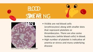B
L
O
O
D
SMEAR
ST
AIINIING
RESUL
T Visible are red blood cells
(erythrocytes) along with smaller dots
that represent platelets or
thrombocytes. There are also some
leukocytes (white blood cells) in blood.
High number of platelet is indicative of
anemia or stress and many underlying
disease
Cat’s blood under 40x magnification
 