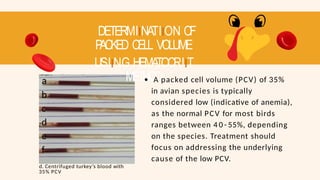 DETERMIINATIION OF
P
ACKED CELL VOLUME
USIING HEMATOCRIIT
METHOD
a
b
c
d
e
f
d. Centrifuged turkey’s blood with
35% PCV
A packed cell volume (PCV) of 35%
in avian species is typically
considered low (indicative of anemia),
as the normal PCV for most birds
ranges between 4 0 - 55%, depending
on the species. Treatment should
focus on addressing the underlying
cause of the low PCV.
 